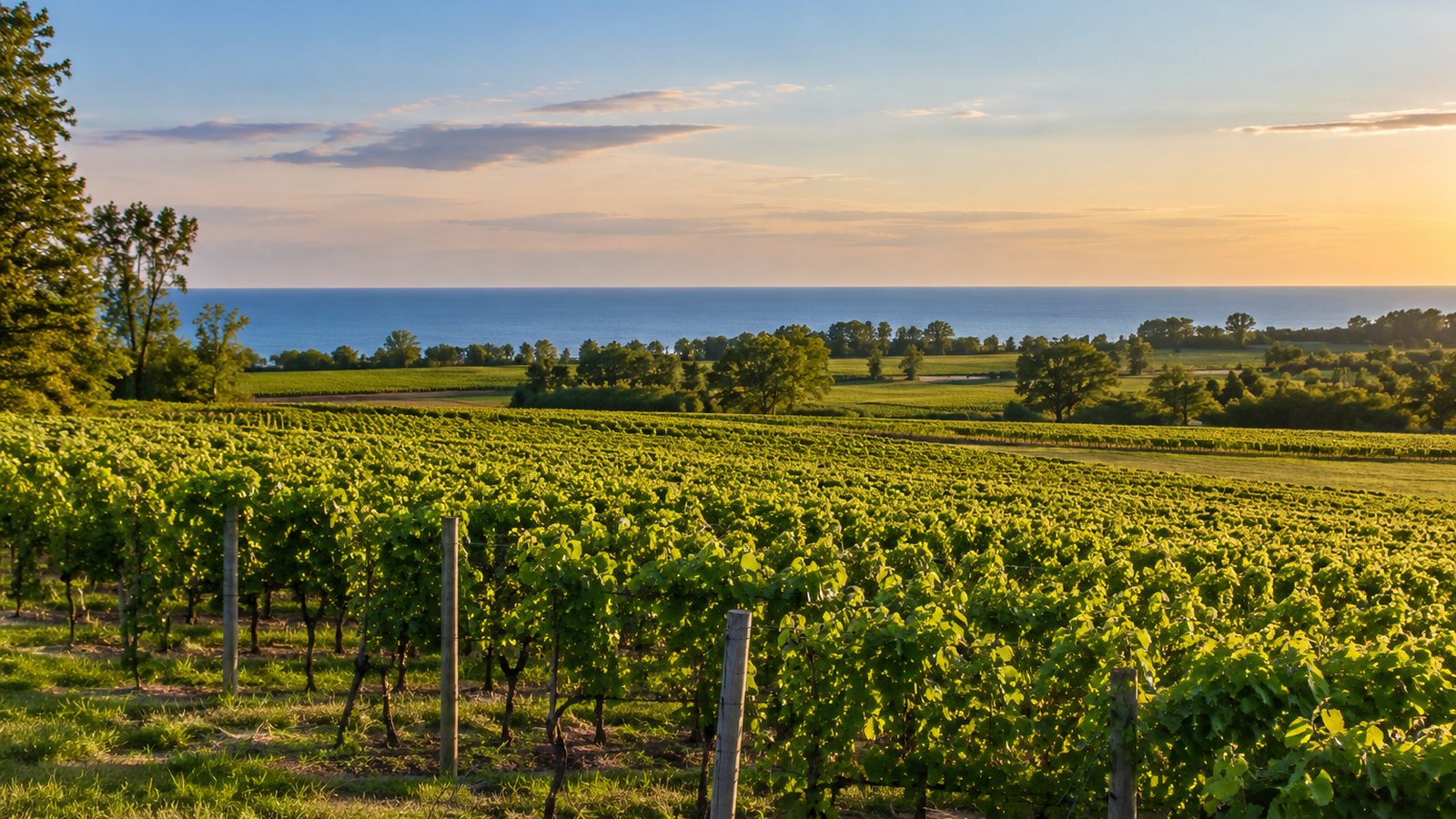 Editorial vineyard landscape overlooking Lake Erie representing the Lake Erie North Shore wine region in Ontario